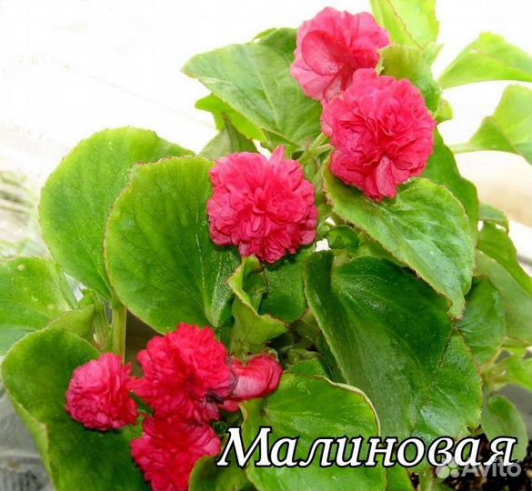 Вечноцветущие бегонии