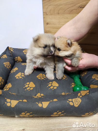 Щенки малого немецкого шпица