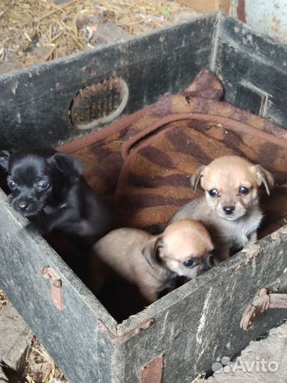 Щенки в добрые руки