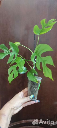 Рафидофора тетрасперма