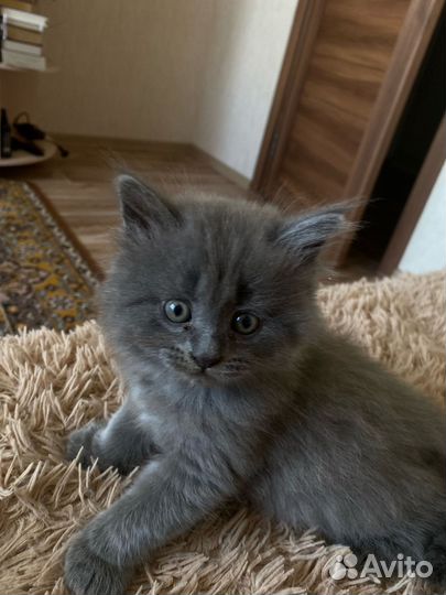 Британский котик