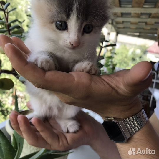 Котятки в добрые руки