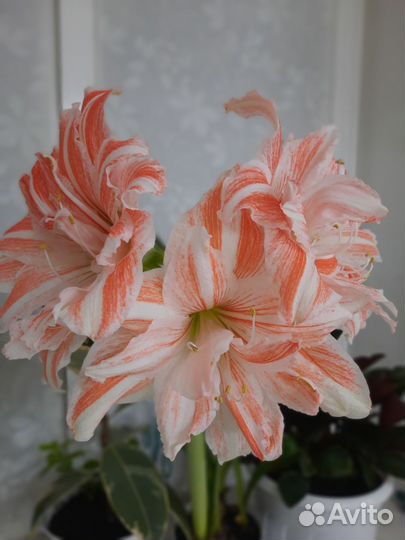 Гиппиаструм