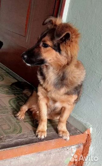 Щенок мальчик