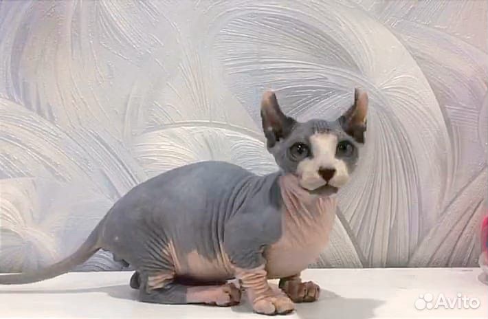 Канадский сфинкс