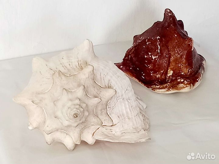 Морские ракушки раковины