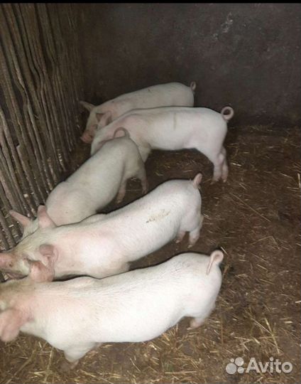 Поросята ландрас