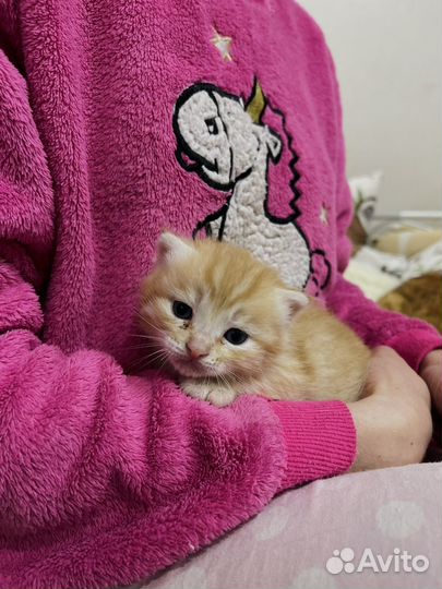 Рыжее солнышко котенок