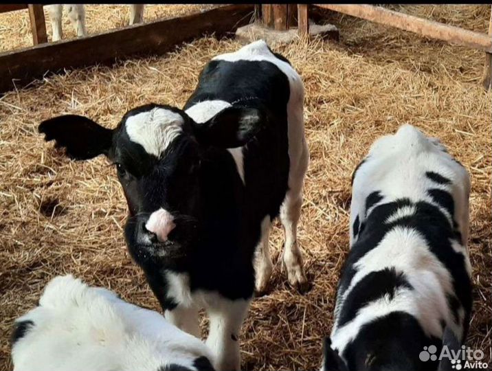 Телята бычки
