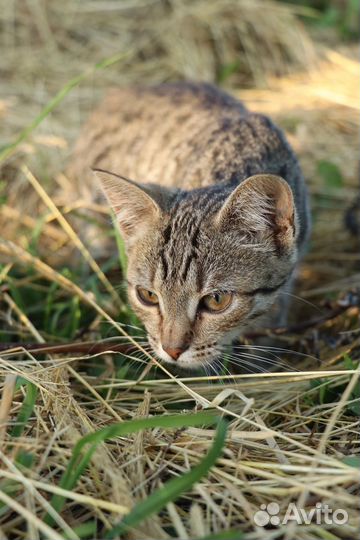Котята в добрые руки бесплатно