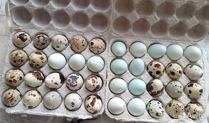Яйца перепелиные