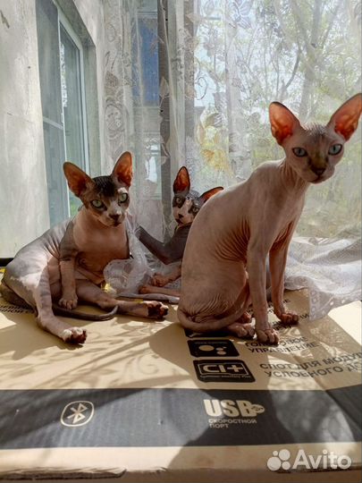 Котята сфинкс