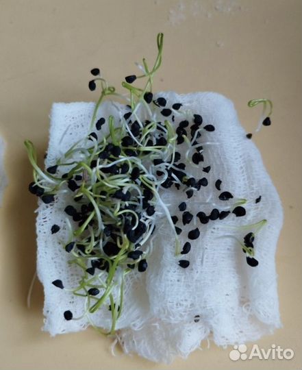 Семена лука Севка (чернушка)