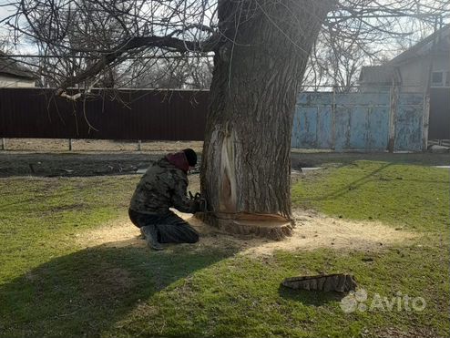 Спил и обрезка деревьев