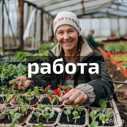 Помощники в теплицу питомника растений Ваганова