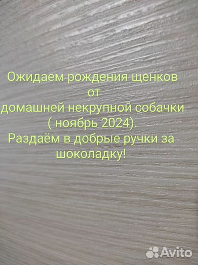 Щенки