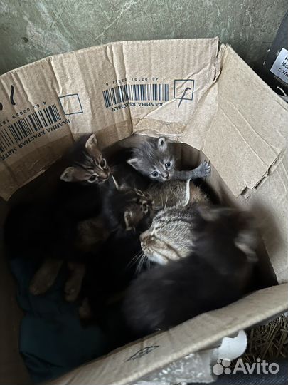 Котята в добрые руки