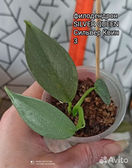 Филодендрон silver queen (сильвер Квин)