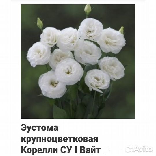 Эустома рассада