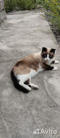 Отдаётся кошка, в добрые руки