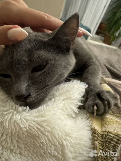 Кошка бесплатно
