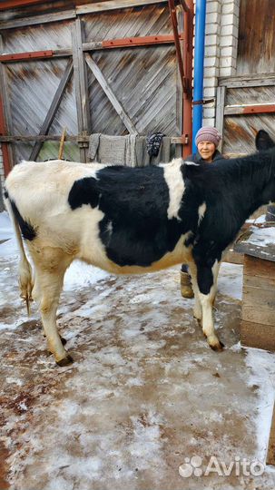 Корова дойная