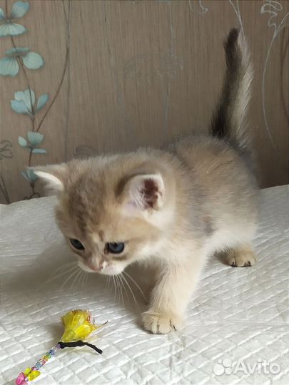 Британский котик