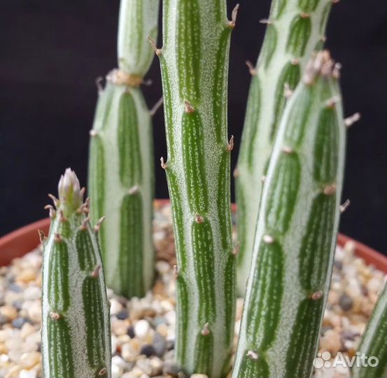 Сенецио stapeliformis