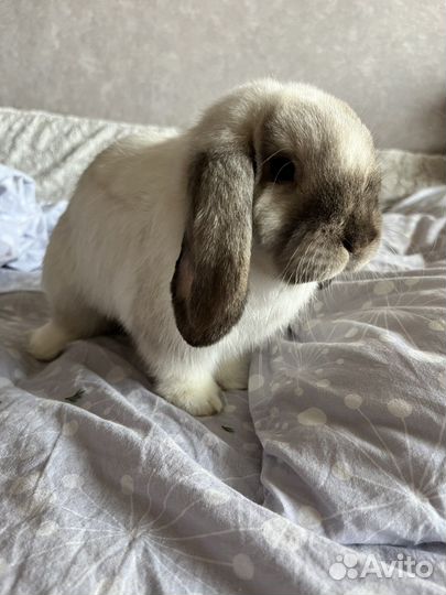 Кролик минилоп