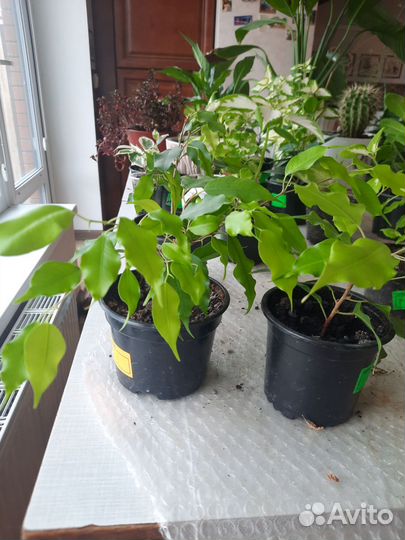 Комнатные цветы