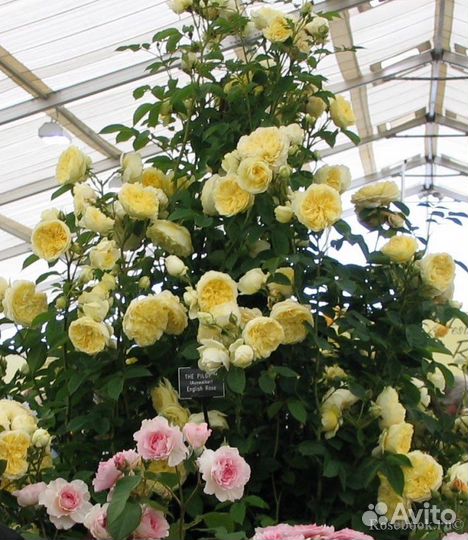 Роза пилгрим - английская селекция Дэвида Остина