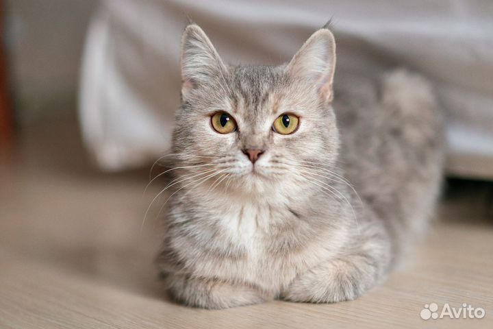 Молодые кошки и коты окрас вискас, серый полосатый