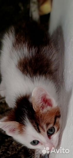 Кошки в добрые руки