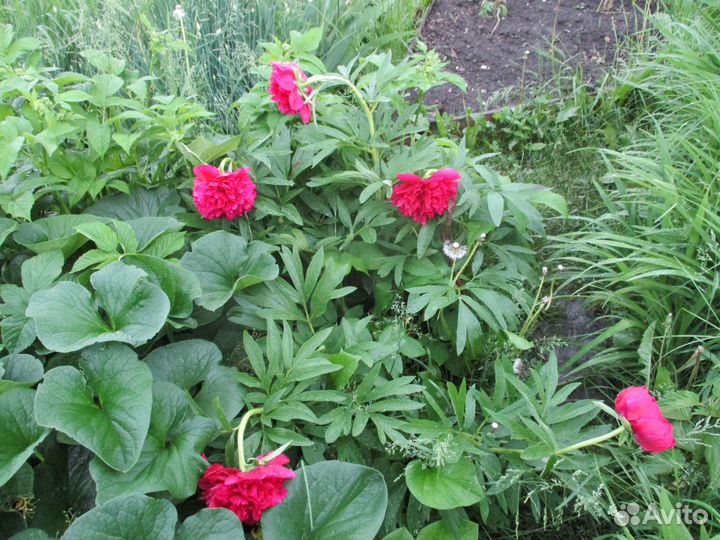 Продам многолетние растения для дачи