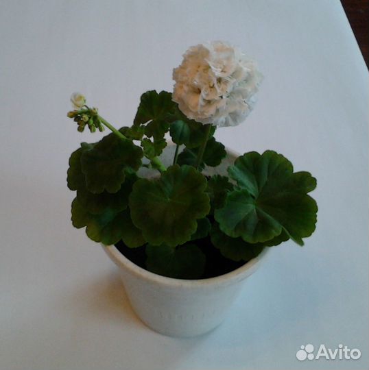 Домашние цветы разные