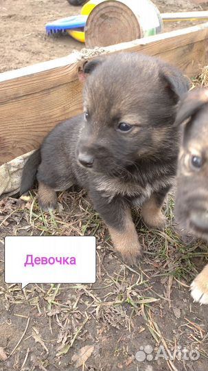 Щенки ищут дом