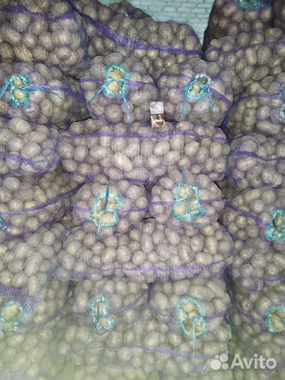 Продам картофель оптом