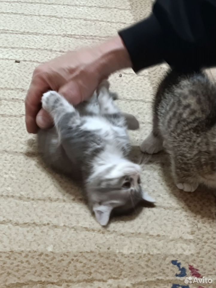 Манчкин котёнок, Краснодар
