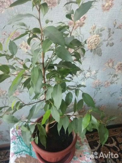 Комнатные цветы