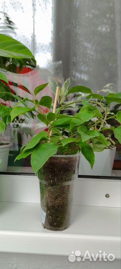 Бугенвиллии разные