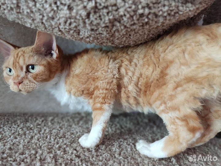 Девон-рекс кошка