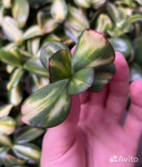 Крассула Arborescens Blue Bird mediovariegated