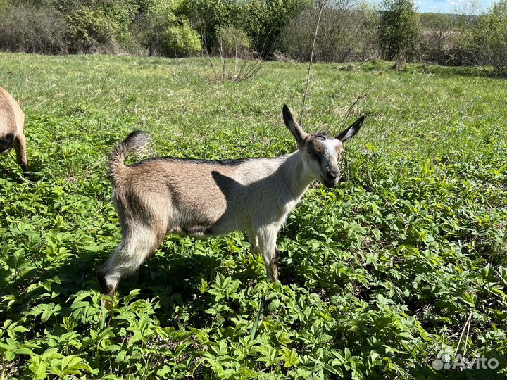 Козел Альпийский