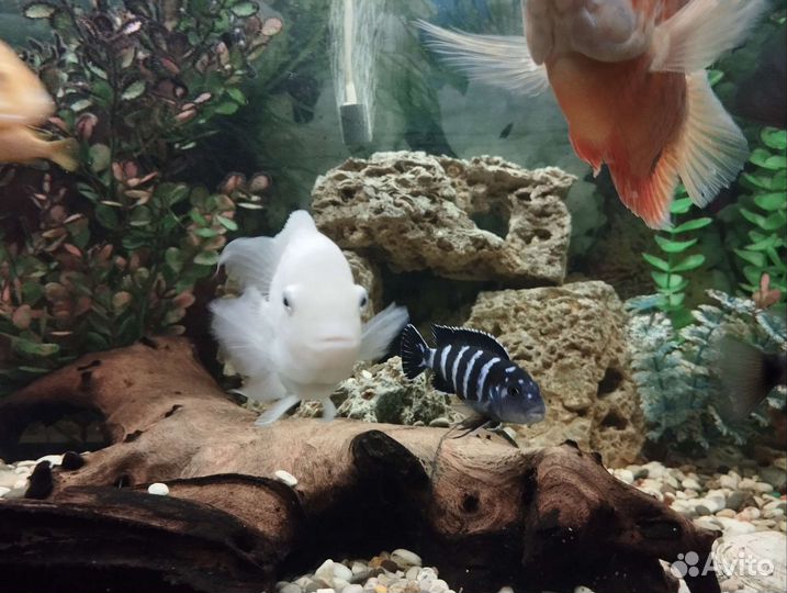 Цихлиды разные