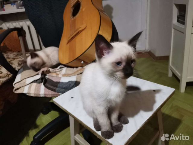 Тайские(сиамские) кошки объявление продам