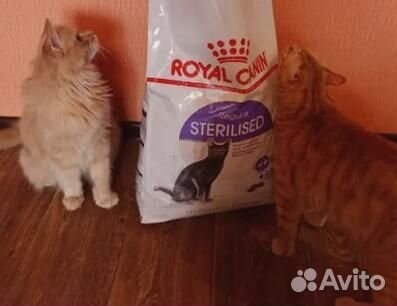 Роял канин для взрослых кошек Royal Canin для коше