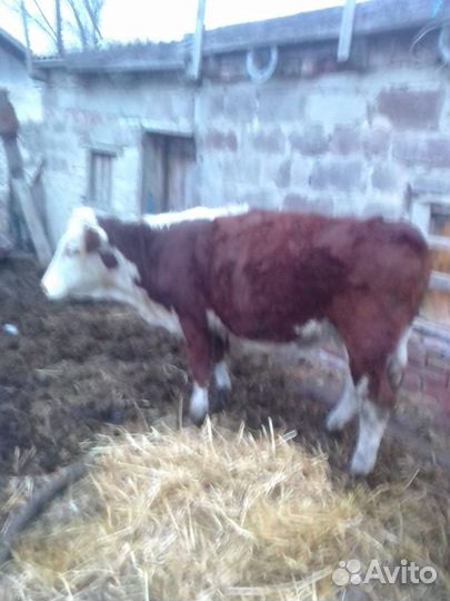 Корова и 4 телки