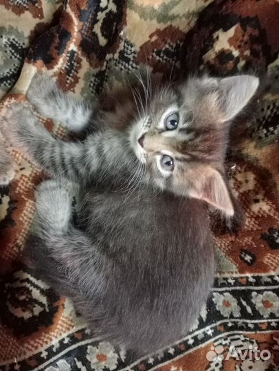 Отдам в добрые руки