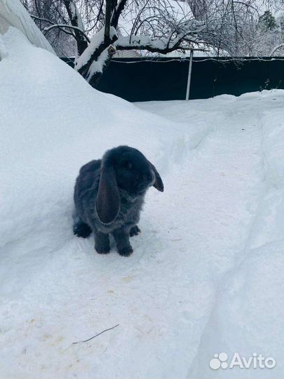 Кролик Французский баран