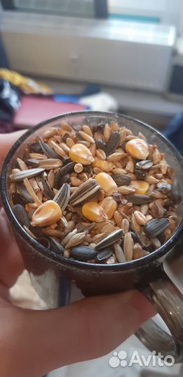 Клетка, крысята, корм, поилка, кормушка, домик